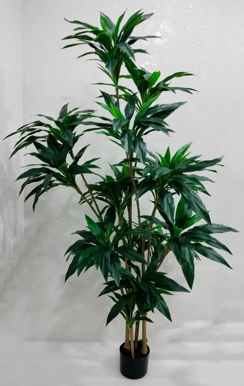 Dracaena Plant x17 With Base 210cm